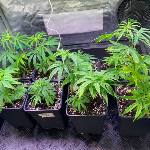 Strawberry Lemonade growlog timeline photo