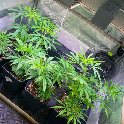 Strawberry Lemonade growlog timeline photo