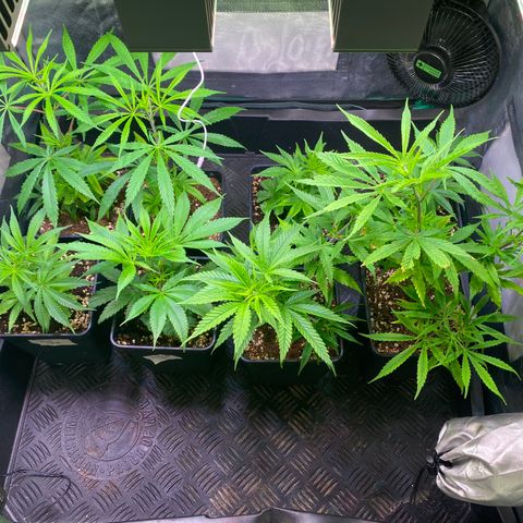 Strawberry Lemonade growlog timeline photo