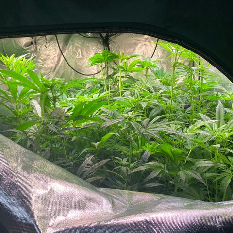 Strawberry Lemonade growlog timeline photo