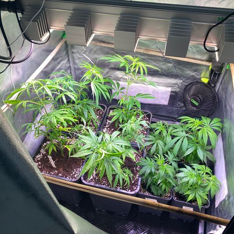Strawberry Lemonade growlog timeline photo