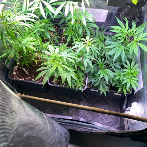 Strawberry Lemonade growlog timeline photo