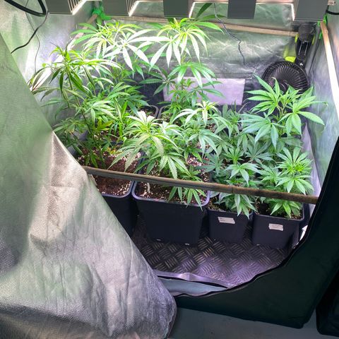 Strawberry Lemonade growlog timeline photo