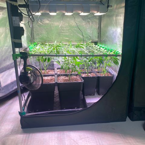 Strawberry Lemonade growlog timeline photo