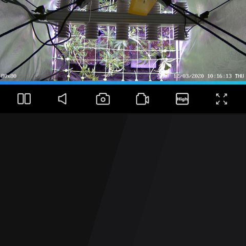 Strawberry Lemonade growlog timeline photo