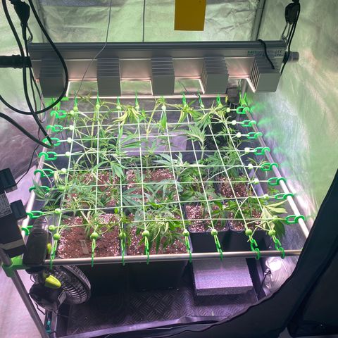 Strawberry Lemonade growlog timeline photo