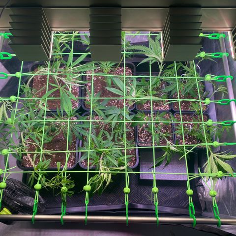 Strawberry Lemonade growlog timeline photo