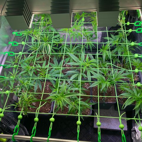 Strawberry Lemonade growlog timeline photo