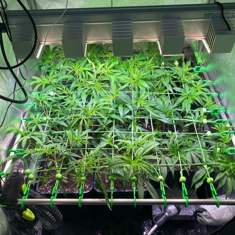Strawberry Lemonade growlog timeline photo