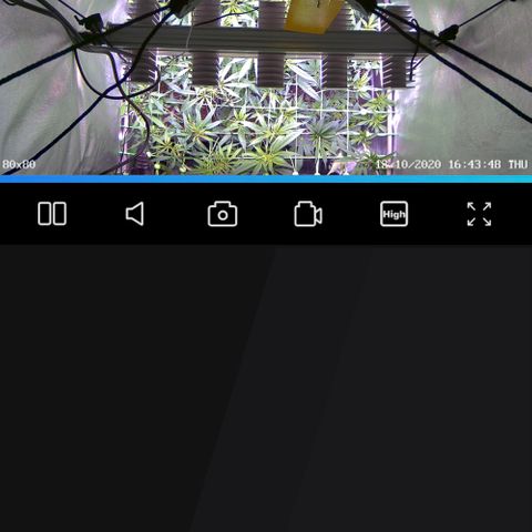 Strawberry Lemonade growlog timeline photo