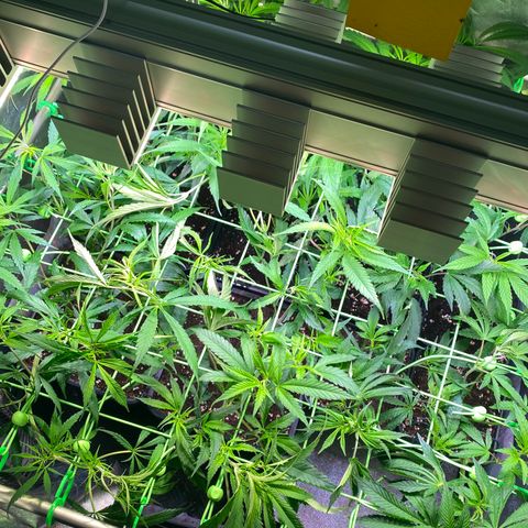 Strawberry Lemonade growlog timeline photo