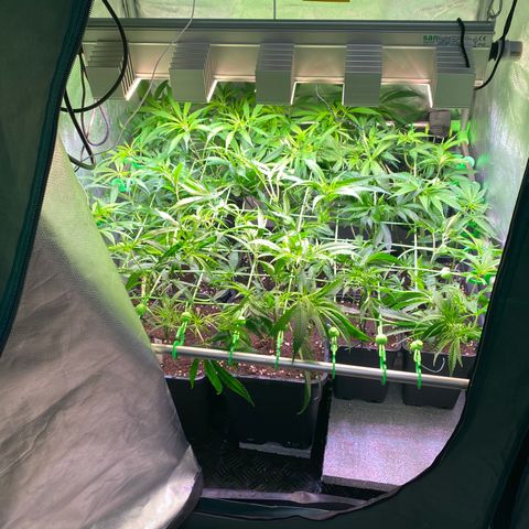Strawberry Lemonade growlog timeline photo