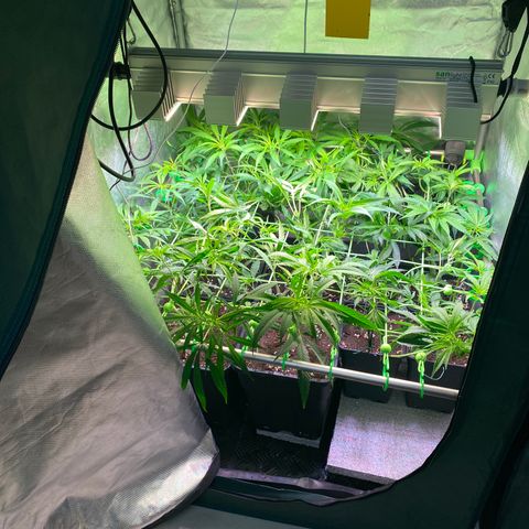 Strawberry Lemonade growlog timeline photo