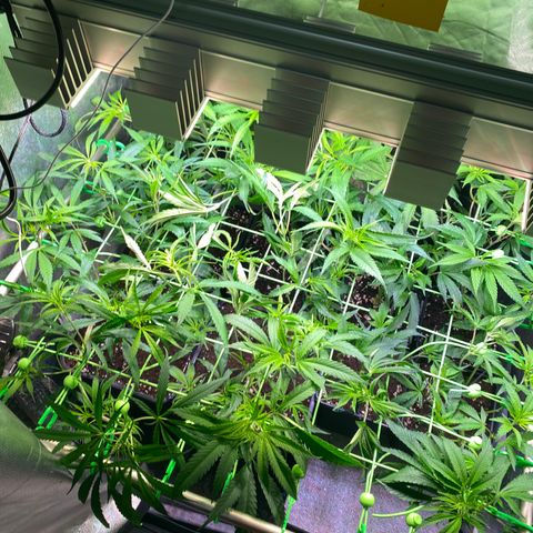Strawberry Lemonade growlog timeline photo