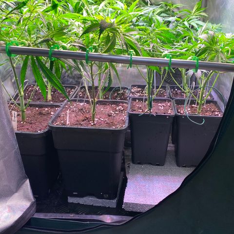 Strawberry Lemonade growlog timeline photo