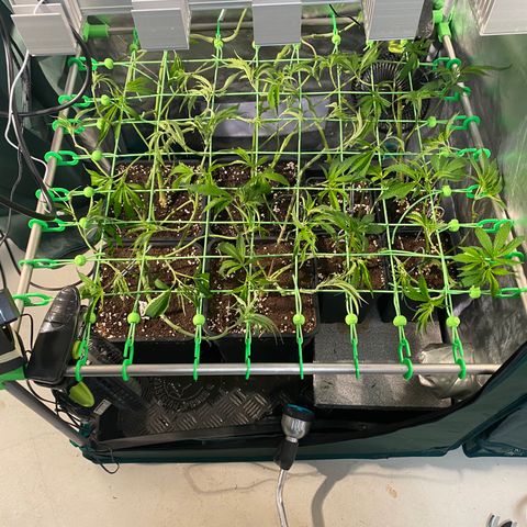 Strawberry Lemonade growlog timeline photo