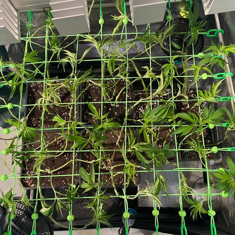 Strawberry Lemonade growlog timeline photo