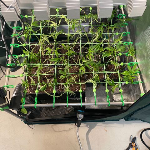 Strawberry Lemonade growlog timeline photo