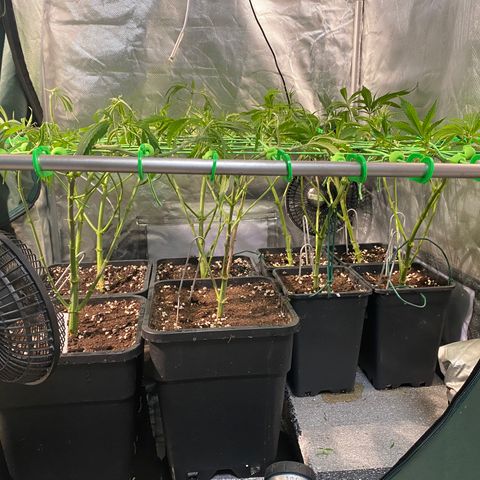 Strawberry Lemonade growlog timeline photo
