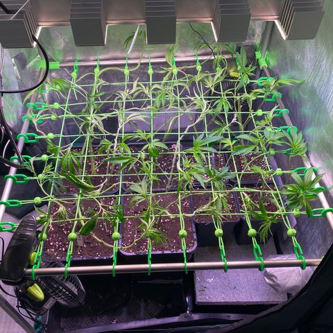 Strawberry Lemonade growlog timeline photo