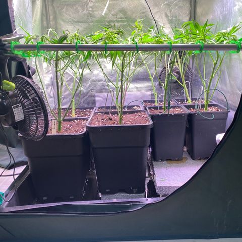 Strawberry Lemonade growlog timeline photo
