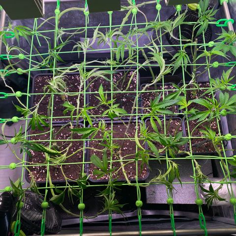 Strawberry Lemonade growlog timeline photo