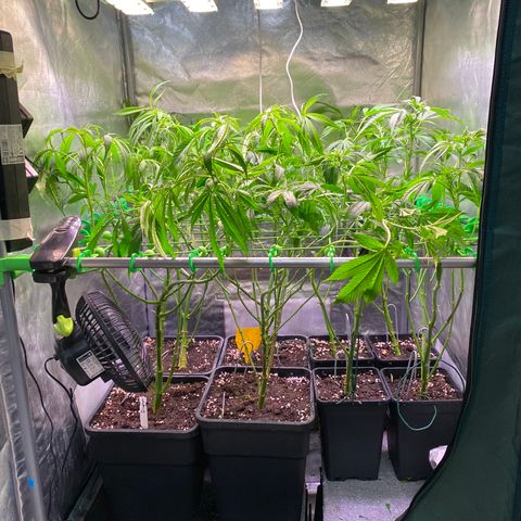 Strawberry Lemonade growlog timeline photo