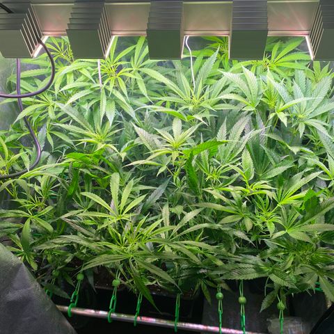 Strawberry Lemonade growlog timeline photo