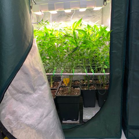 Strawberry Lemonade growlog timeline photo