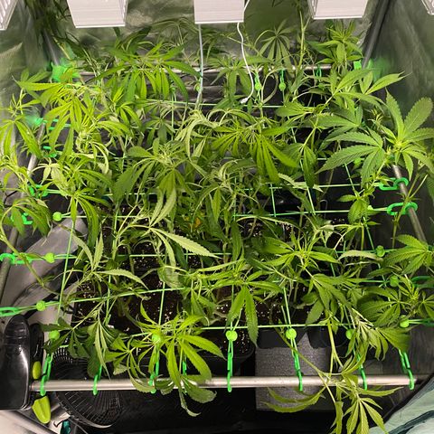 Strawberry Lemonade growlog timeline photo