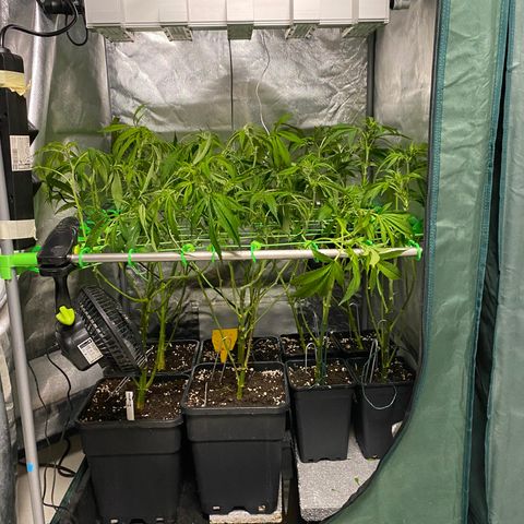 Strawberry Lemonade growlog timeline photo