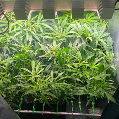 Strawberry Lemonade growlog timeline photo
