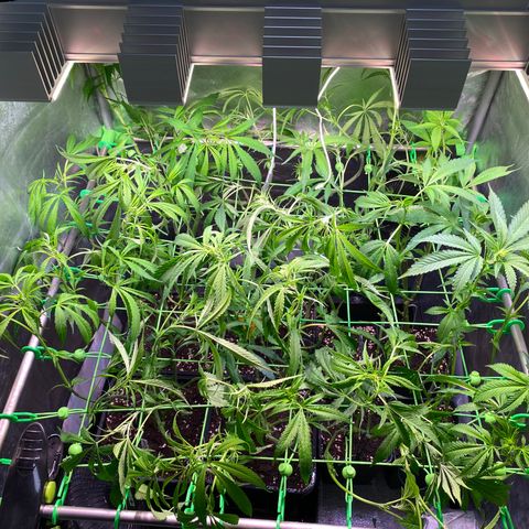 Strawberry Lemonade growlog timeline photo