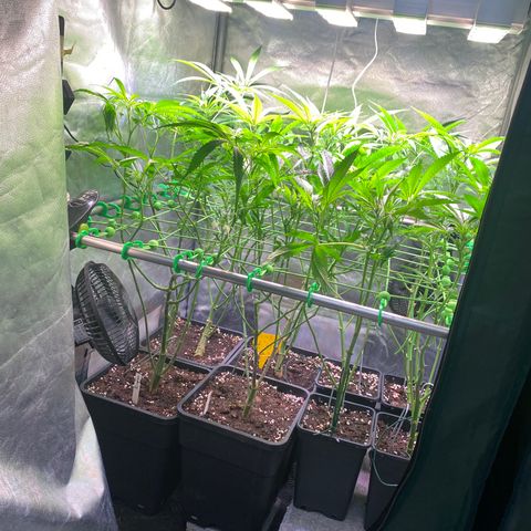 Strawberry Lemonade growlog timeline photo
