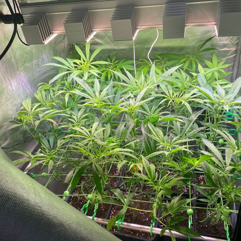Strawberry Lemonade growlog timeline photo
