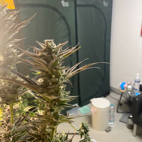 Strawberry Lemonade growlog timeline photo