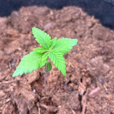 Special Queen #1 growlog timeline photo