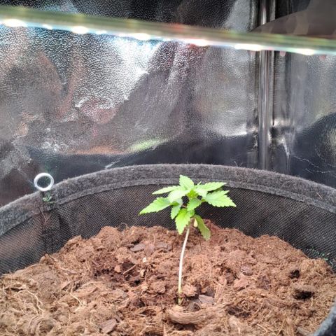 Special Queen #1 growlog timeline photo