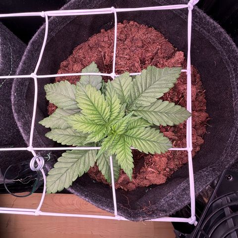 Special Queen #1 growlog timeline photo