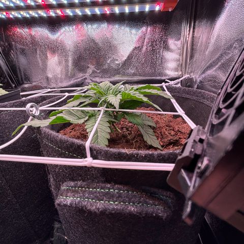 Special Queen #1 growlog timeline photo