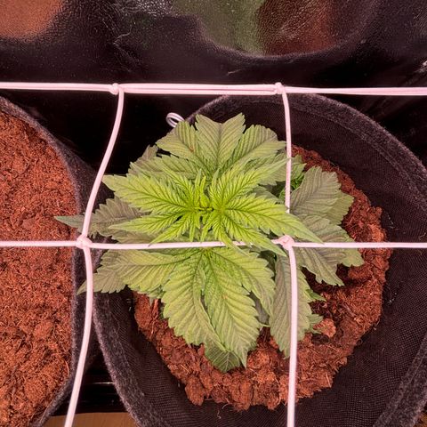 Special Queen #1 growlog timeline photo