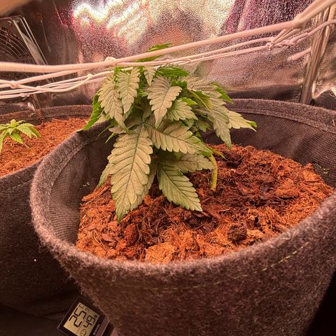 Special Queen #1 growlog timeline photo