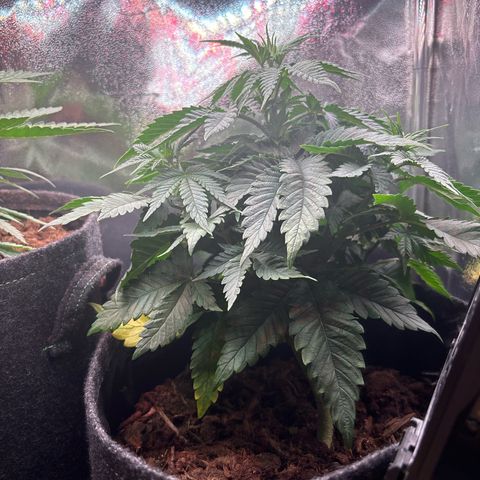 Special Queen #1 growlog timeline photo