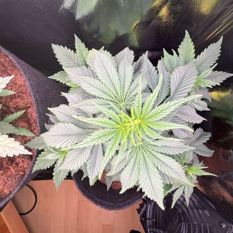 Special Queen #1 growlog timeline photo