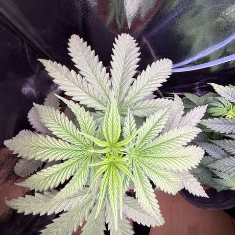 Special Queen #2 growlog timeline photo