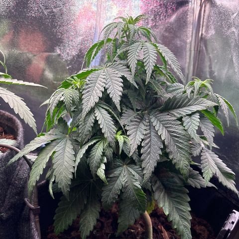 Special Queen #1 growlog timeline photo