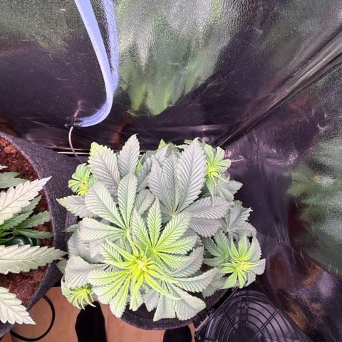 Special Queen #1 growlog timeline photo