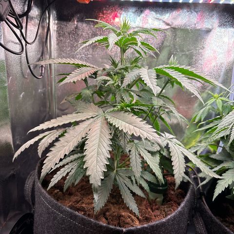 Special Queen #2 growlog timeline photo