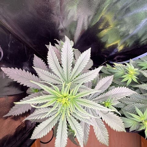 Special Queen #2 growlog timeline photo