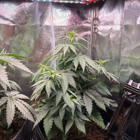 Special Queen #1 growlog timeline photo